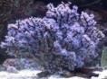 /album/koraly/acalycigorgia-blue-jpg/